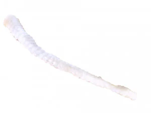 Tapeworm 3D Model