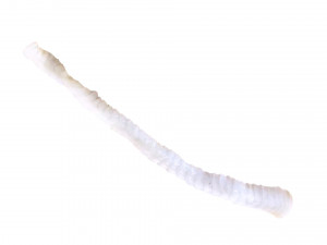 Tapeworm 3D मॉडल
