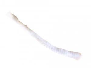 Tapeworm 3D Model