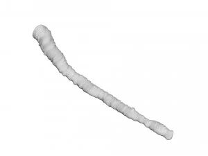 Tapeworm 3D Model