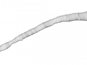 Tapeworm 3D मॉडल
