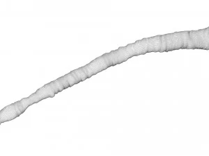 Tapeworm 3D Model