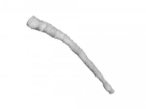 Tapeworm 3D Model