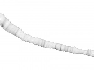 Tapeworm 3D मॉडल
