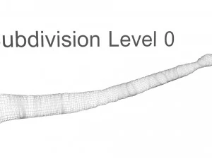 Tapeworm 3D Model