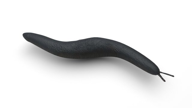 Flatworm Model 3D .c4d .max .obj .3ds .fbx .stl .blend 