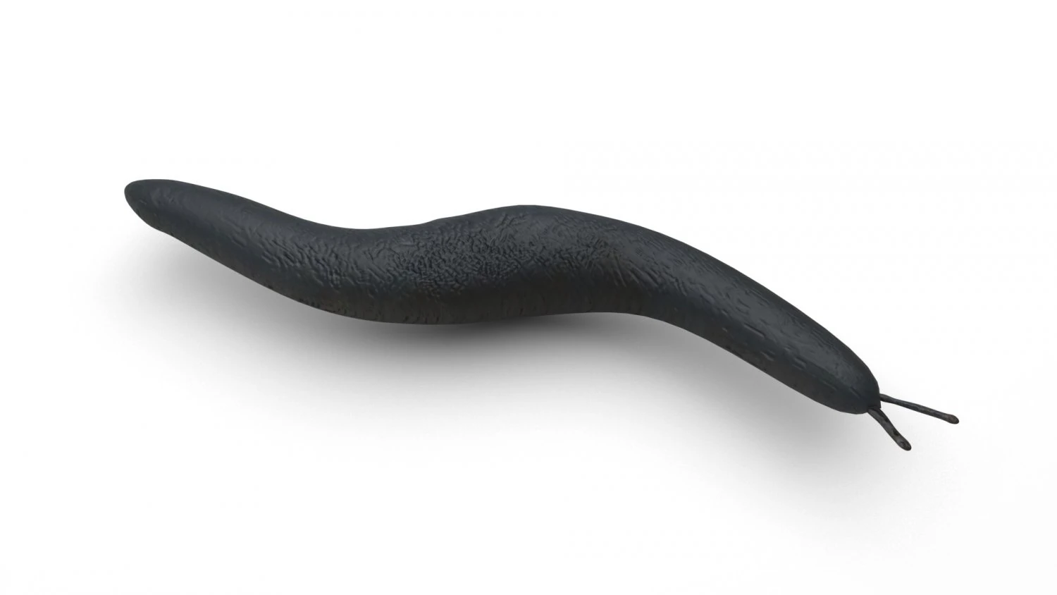 Flatworm 3D Model .c4d .max .obj .3ds .fbx .stl .blend 