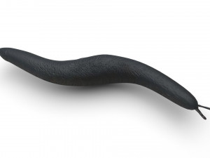 Flatworm Model 3D
