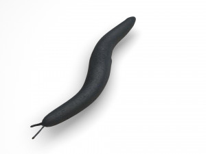 Flatworm Model 3D
