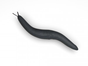 Flatworm Model 3D