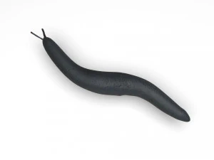 Flatworm 3D Model