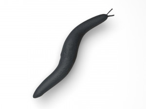 Flatworm Model 3D