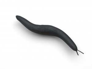 Flatworm Model 3D