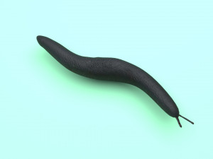 Flatworm Model 3D