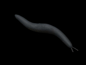 Flatworm Model 3D