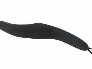 Flatworm Model 3D
