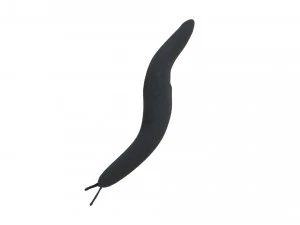 Flatworm 3D Model