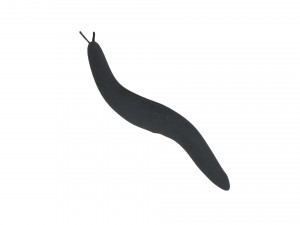 Flatworm Model 3D