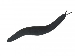 Flatworm Model 3D