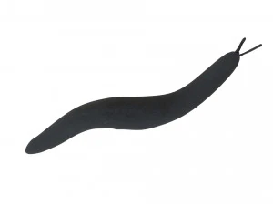 Flatworm 3D Model