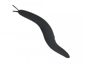 Flatworm Model 3D