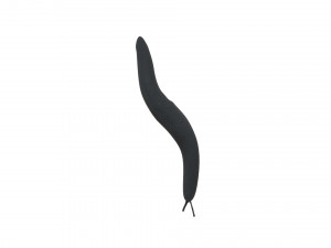 Flatworm Model 3D