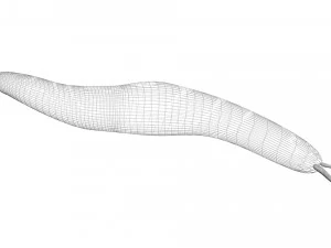 Flatworm 3D Model