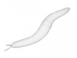 Flatworm Model 3D