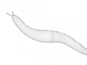 Flatworm Model 3D