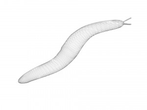 Flatworm Model 3D