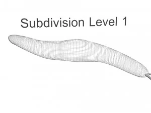 Flatworm 3D Model