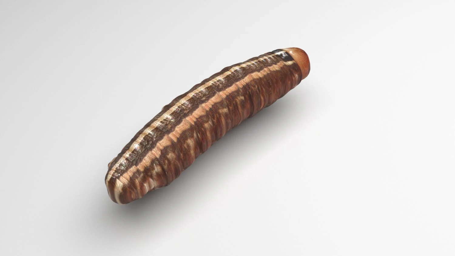 Cutworm 3D Model .c4d .max .obj .3ds .fbx .stl .blend 