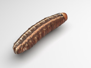 Cutworm Modèle 3D