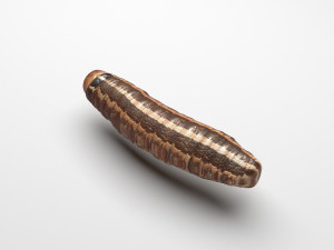 Cutworm 3D मॉडल