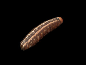 Cutworm 3D मॉडल