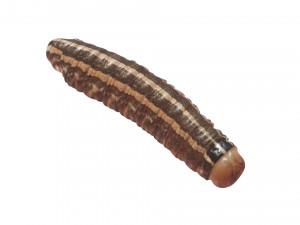 Cutworm 3D मॉडल