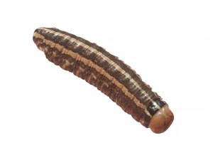 Cutworm 3D Model