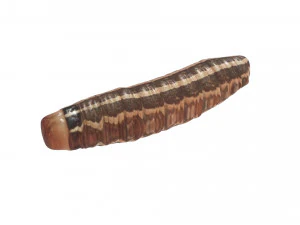 Cutworm 3D Model
