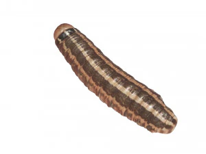 Cutworm 3D Model