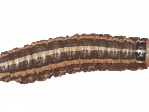 Cutworm 3D मॉडल