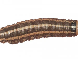 Cutworm 3D Model
