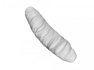 Cutworm 3D Model