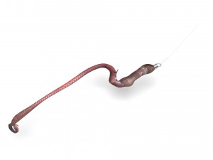 Hookworm 3D Модель
