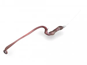Hookworm 3D Model
