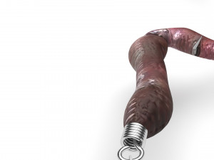 Hookworm 3D Модель