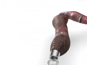 Hookworm 3D Model