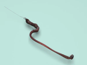 Hookworm 3D Model