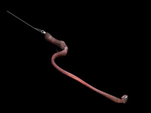 Hookworm 3D Model