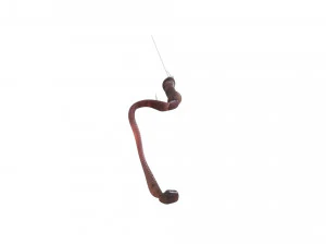 Hookworm 3D Model