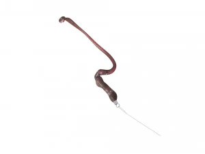 Hookworm 3D Model